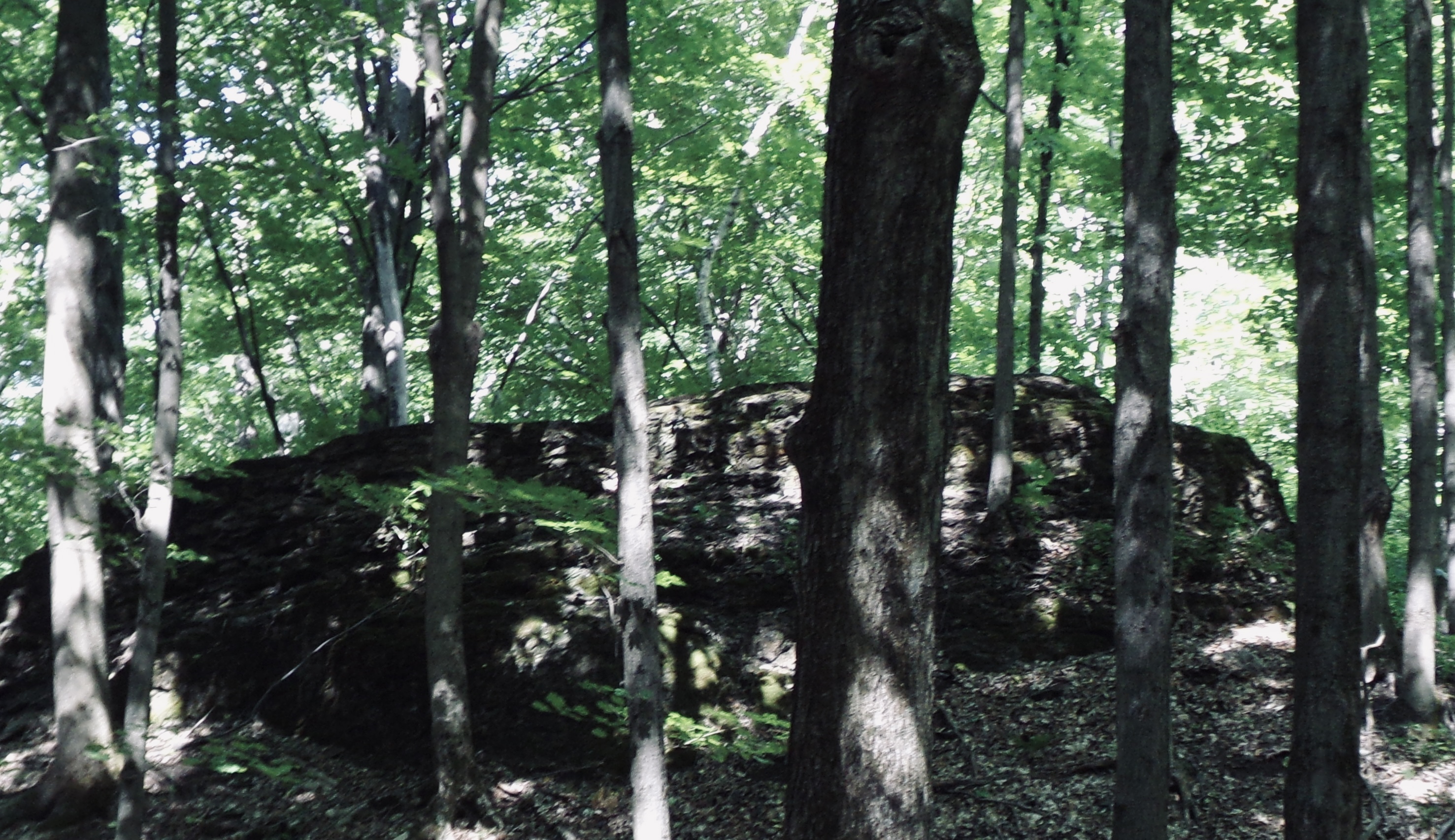 Walk in the Forest
